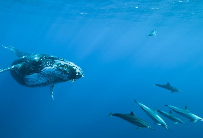 Plongée sous marine La Réunion